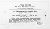Puccinia caricis image